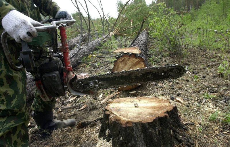 Челябинские лесные инспекторы усилят охрану хвойных массивов