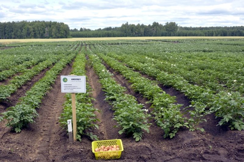 Челябинские аграрии пообещали рекордный урожай картофеля
